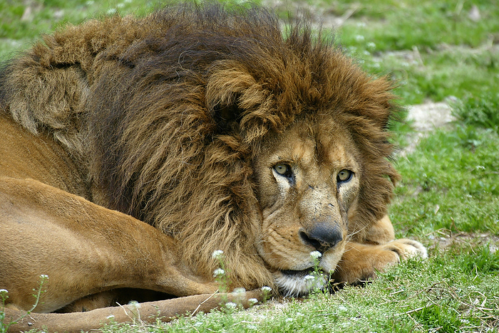 lion  Panthera leo  Lion at the zoo Photo by S. Asao