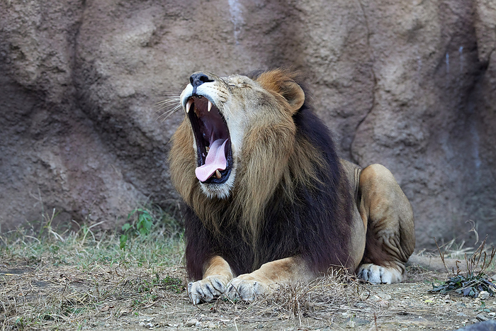 lion  Panthera leo  Lion at the zoo Photo by S. Asao