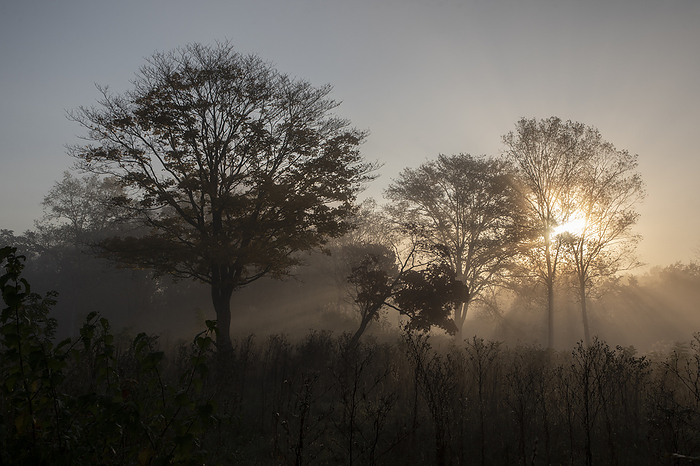 Morning mist forest Niseko forest in the morning mist