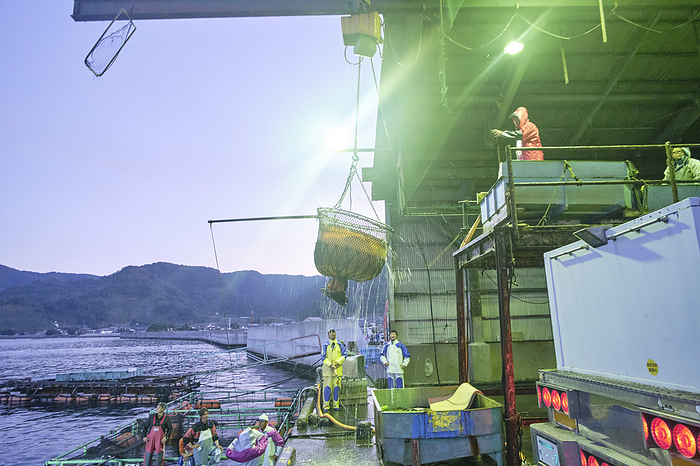 Photographed in 2023 Tarumi, Kagoshima, Japan Kampachi aquaculture   Unloading and shipping operations  live fish  November 2023 Tarumi City, Kagoshima Prefecture Kampachi landed are delivered directly to a truck with a water tank for shipping.
