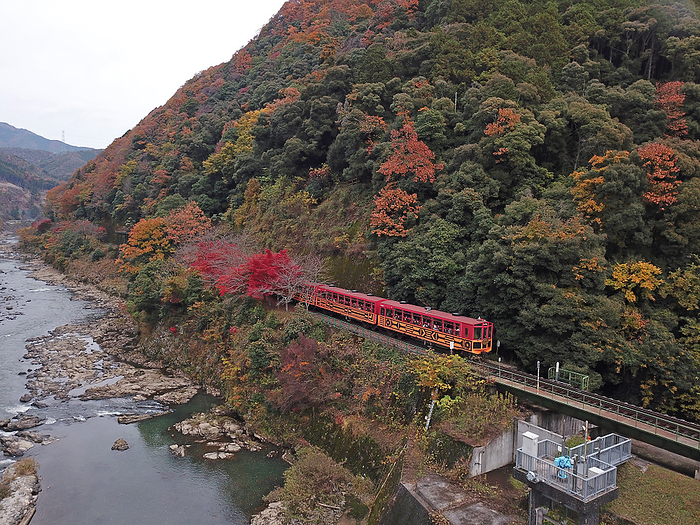 Drone photography Sagano sightseeing trolley train and autumn leaves of Hozukyo gorge Kyoto Pref. Obtained a nationwide comprehensive flight permit from the Ministry of Land, Infrastructure, Transport and Tourism, and photographed within the scope of the Civil Aeronautics Law.