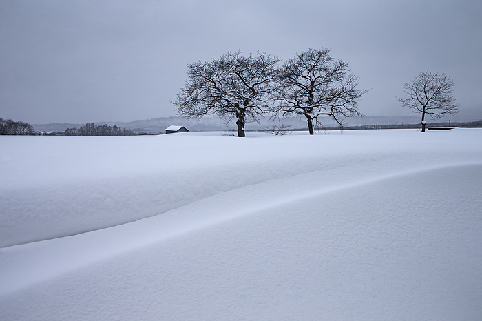 snowy plain tree Two cherry trees standing in a field of snow