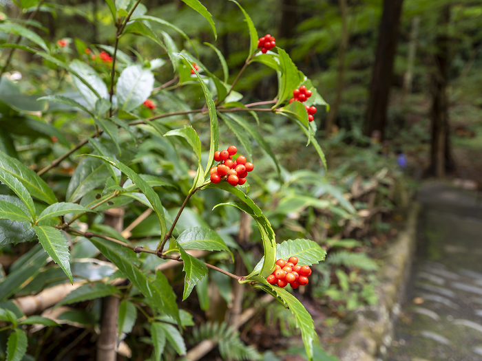 Senryo and red berries growing wild on a mountain road