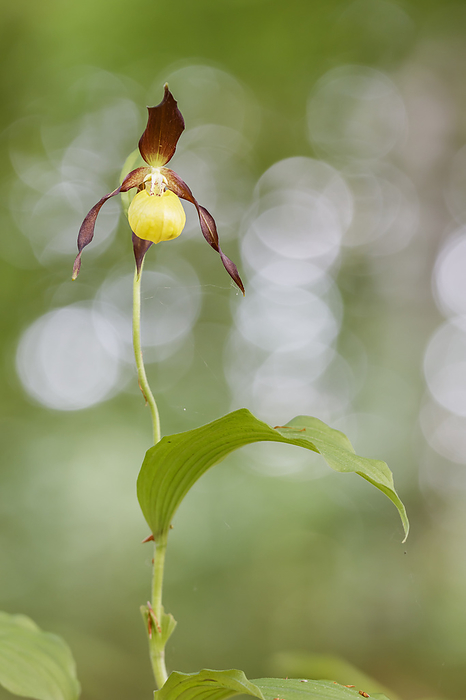 Cypripedium calceolus, known as Lady s slipper orchid, Lady s slipper orchid Cypripedium calceolus, known as Lady s slipper orchid, Lady s slipper orchid, by Zoonar Lothar Hinz