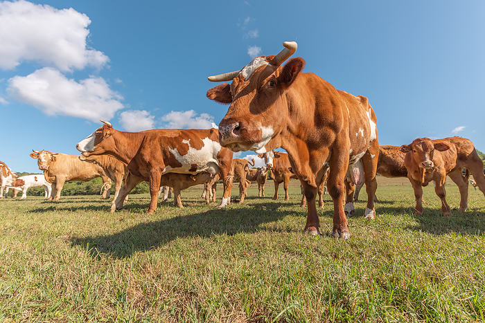 Herd of Montbeliarde cows in a pasture. Herd of Montbeliarde cows in a pasture., by Zoonar christian d 