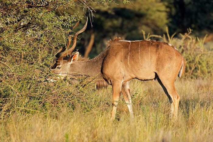 Male kudu antelope  Tragelaphus strepsiceros  feeding in natural habitat Male kudu antelope  Tragelaphus strepsiceros  feeding in natural habitat, by Zoonar Nico Smit