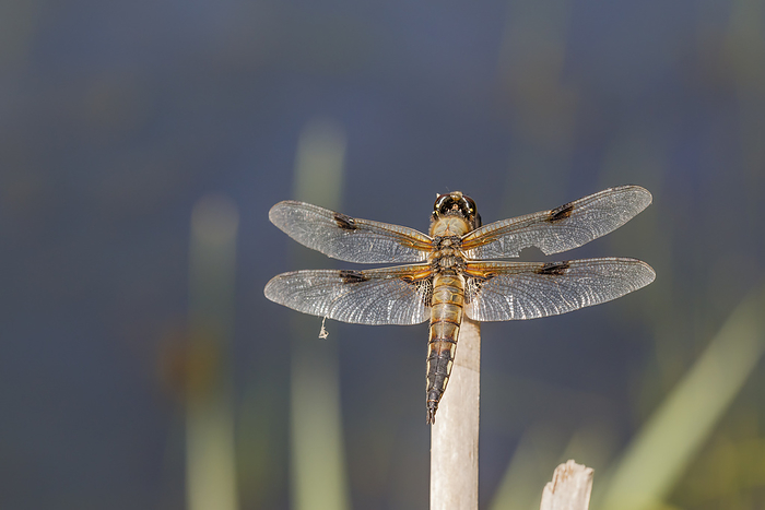 Libellula quadrimaculata, known as Four spotted chaser, Four spotted skimmer, Four spotted chaser Libellula quadrimaculata, known as Four spotted chaser, Four spotted skimmer, Four spotted chaser, by Zoonar Lothar Hinz
