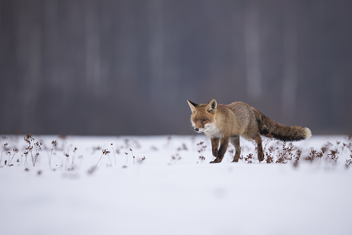 Rotfuchs,Vulpes vulpes, red fox Rotfuchs,Vulpes vulpes, red fox, by Zoonar Bosch Marcus