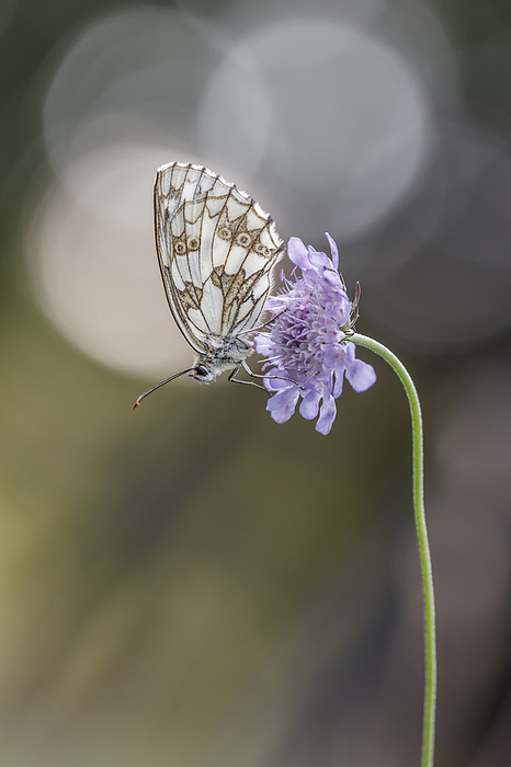 Melanargia galathea, known as the Marbled white butterfly Melanargia galathea, known as the Marbled white butterfly, by Zoonar Lothar Hinz