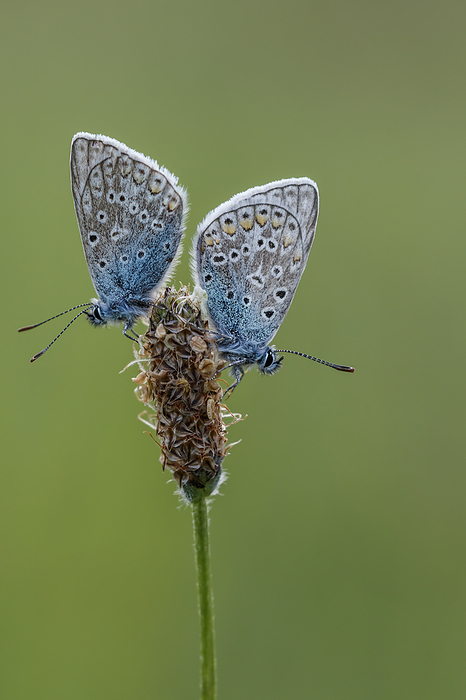 Polyommatus icarus  male butterflies, known as Common blue butterfly, Common blue Polyommatus icarus  male butterflies, known as Common blue butterfly, Common blue, by Zoonar Lothar Hinz