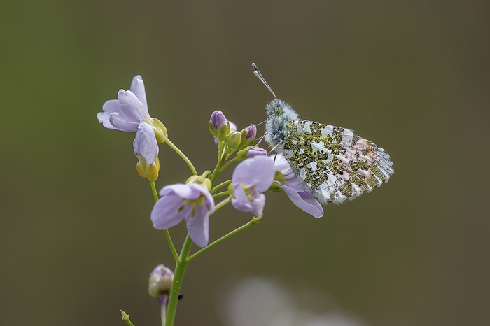 Anthocharis cardamines, known as Orange tip, Orange tip butterfly  male butterfly  Anthocharis cardamines, known as Orange tip, Orange tip butterfly  male butterfly , by Zoonar Lothar Hinz