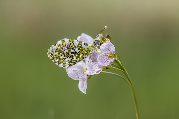 Anthocharis cardamines, known as Orange tip, Orange tip butterfly  male butterfly  Anthocharis cardamines, known as Orange tip, Orange tip butterfly  male butterfly , by Zoonar Lothar Hinz