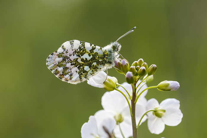 Anthocharis cardamines, known as Orange tip, Orange tip butterfly  male butterfly from Germany  Anthocharis cardamines, known as Orange tip, Orange tip butterfly  male butterfly from Germany , by Zoonar Lothar Hinz