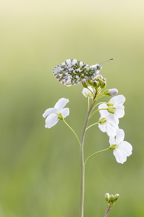 Anthocharis cardamines, known as Orange tip, Orange tip butterfly  male butterfly from Germany  Anthocharis cardamines, known as Orange tip, Orange tip butterfly  male butterfly from Germany , by Zoonar Lothar Hinz