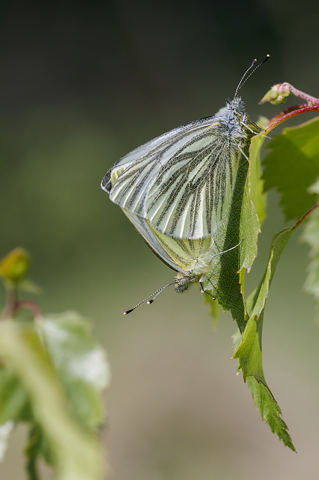 Pieris napi, known as Green veined white, Green veined white butterfly  copula  Pieris napi, known as Green veined white, Green veined white butterfly  copula , by Zoonar Lothar Hinz