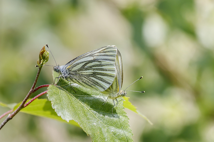 Pieris napi, known as Green veined white, Green veined white butterfly  copula  Pieris napi, known as Green veined white, Green veined white butterfly  copula , by Zoonar Lothar Hinz