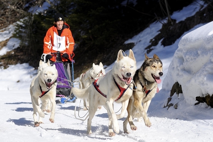 Dog sledding races Switzerland Dogsled, dog sled race in Valais, Switzerland, Europe