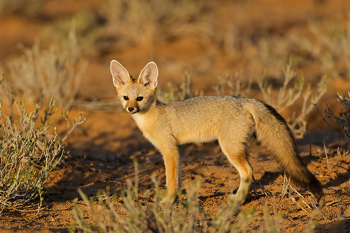 A Cape fox  Vulpes chama  in early morning light A Cape fox  Vulpes chama  in early morning light, by Zoonar Nico Smit