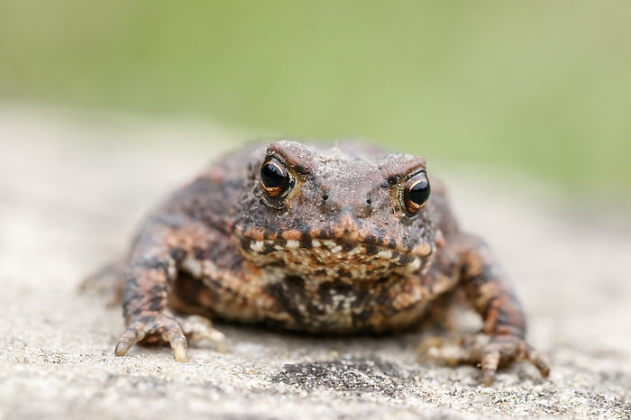 Bufo bufo, known as Common toad, European toad, endangered species from Germany Bufo bufo, known as Common toad, European toad, endangered species from Germany, by Zoonar Lothar Hinz