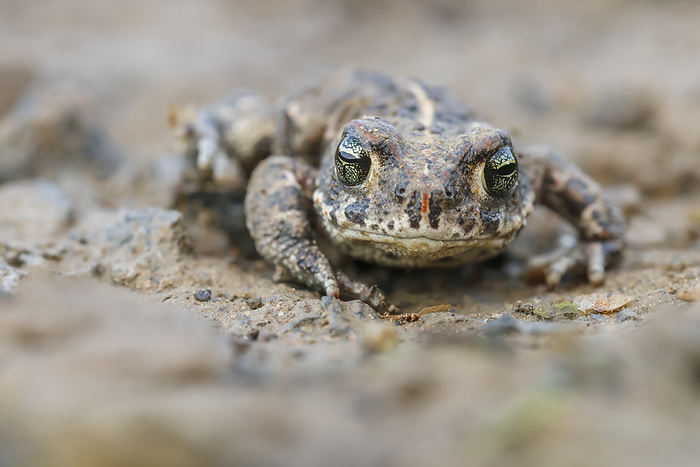 Epidalea calamita, syn. Bufo calamita, known as Natterjack toad, Running toad from Germany Epidalea calamita, syn. Bufo calamita, known as Natterjack toad, Running toad from Germany, by Zoonar Lothar Hinz