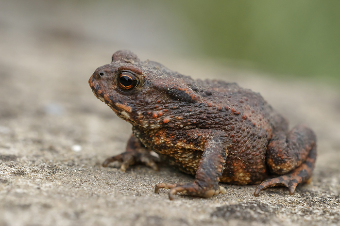 Bufo bufo, known as Common toad, European toad, endangered species from Germany Bufo bufo, known as Common toad, European toad, endangered species from Germany, by Zoonar Lothar Hinz