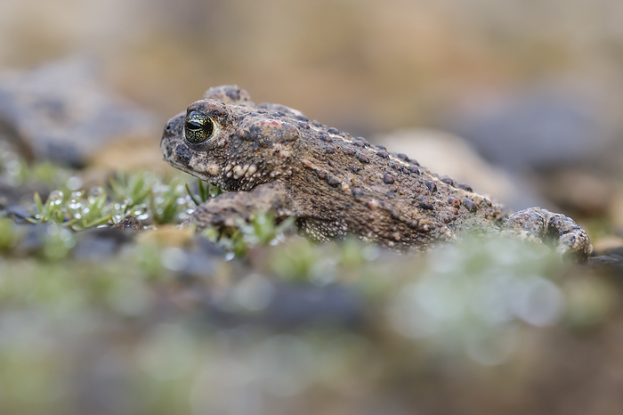 Epidalea calamita, syn. Bufo calamita, known as Natterjack toad, Running toad from Germany Epidalea calamita, syn. Bufo calamita, known as Natterjack toad, Running toad from Germany, by Zoonar Lothar Hinz