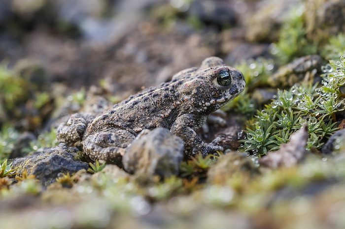 Epidalea calamita, syn. Bufo calamita, known as Natterjack toad, Running toad Epidalea calamita, syn. Bufo calamita, known as Natterjack toad, Running toad, by Zoonar Lothar Hinz