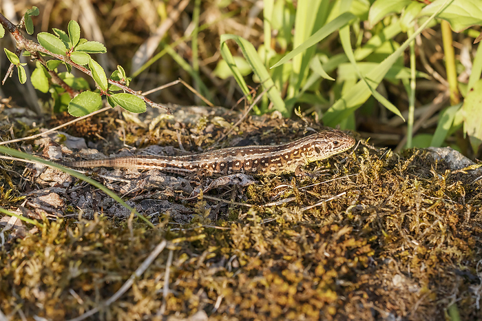 Lacerta agilis, known as Sand lizard from Europe Lacerta agilis, known as Sand lizard from Europe, by Zoonar Lothar Hinz