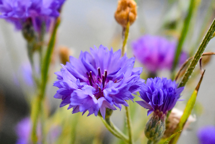 purple cornflowers purple cornflowers, by Zoonar Eva Maria Pol