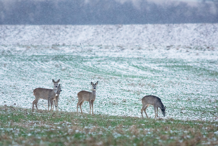 Roe deer herd in winter Roe deer herd in winter, by Zoonar Ewald Fr