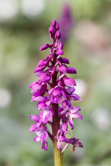 Orchis mascula, known as Early purple orchid, Blue butcher orchid, Early purple ochis Orchis mascula, known as Early purple orchid, Blue butcher orchid, Early purple ochis, by Zoonar Lothar Hinz