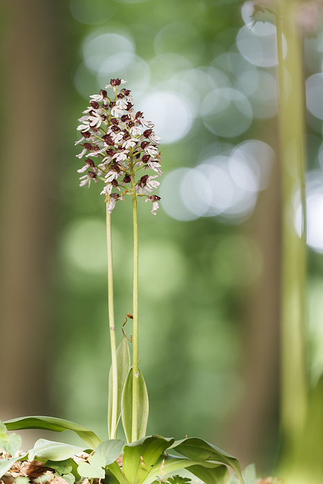 Orchis purpurea, known as the Lady orchid Orchis purpurea, known as the Lady orchid, by Zoonar Lothar Hinz