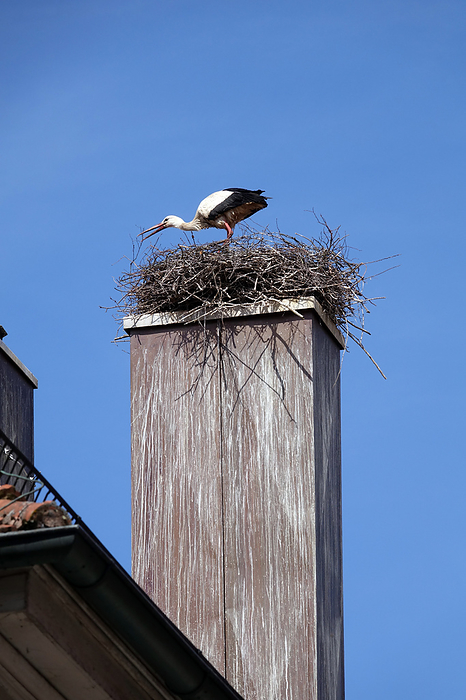stork s nest stork s nest, by Zoonar Volker Rauch