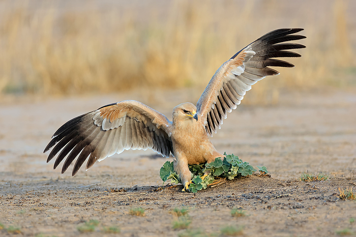 A tawny eagle  Aquila rapax  hunting on the ground with open wings A tawny eagle  Aquila rapax  hunting on the ground with open wings, by Zoonar Nico Smit