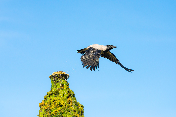 hooded crow with raised wings taking off from its post hooded crow with raised wings taking off from its post, by Zoonar Ewald Fr