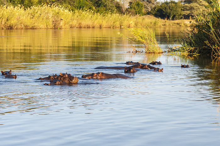 Hippos in the Okavango River, Namibia Southern Africa. Hippos in the Okavango River, Namibia Southern Africa., by Zoonar Uwe Bauch