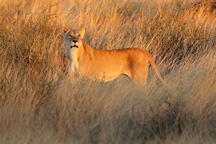 An alert lioness  Panthera leo  in dry grassland at sunset An alert lioness  Panthera leo  in dry grassland at sunset, by Zoonar Nico Smit