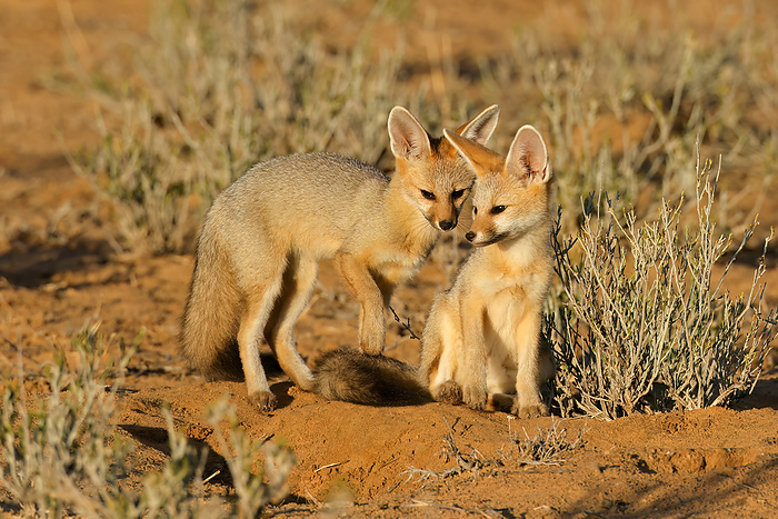 Cape foxes  Vulpes chama  in early morning light Cape foxes  Vulpes chama  in early morning light, by Zoonar Nico Smit