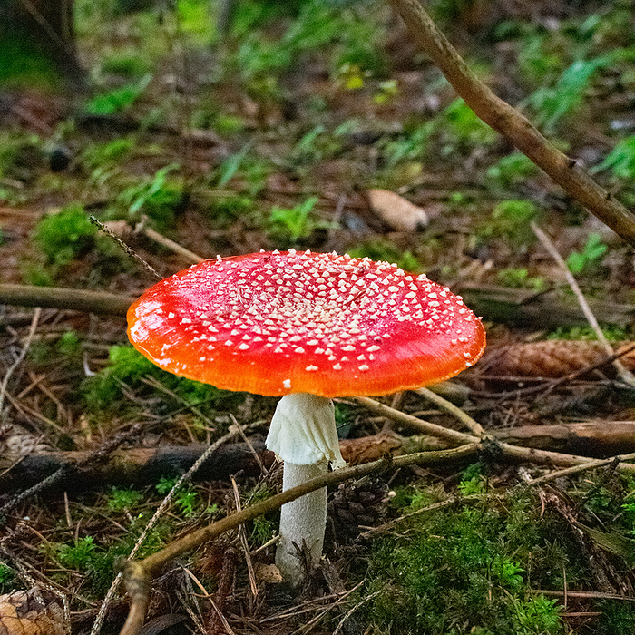 fly agaric in the autumn forest fly agaric in the autumn forest, by Zoonar Eva Maria Pol