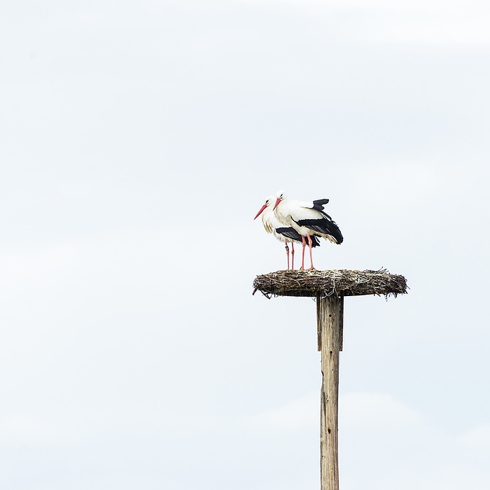 Two friends   stork couple on nest on the blue sky  friends Two friends   stork couple on nest on the blue sky  friends, by Zoonar Ewald Fr