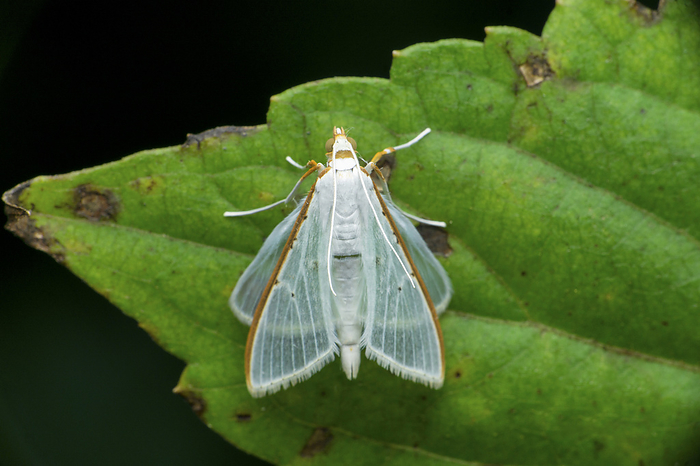 Palpita vitrealis, common name jasmine moth or white pearl, Satara, Maharashtra , by Zoonar/RealityImages