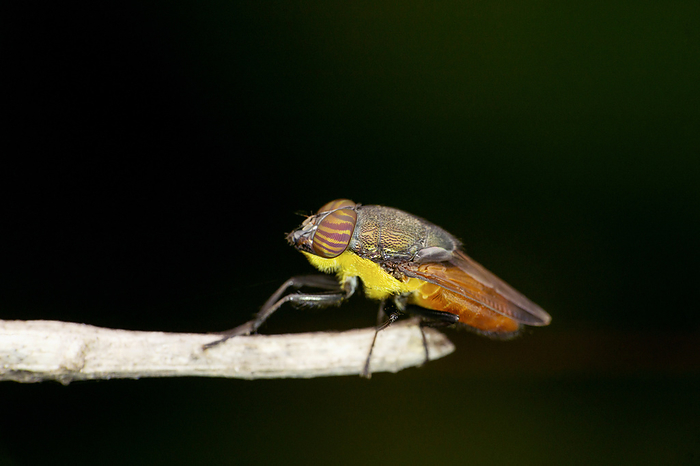 Horse fly, Tabanidae,  Satara, Maharashtra, India Horse fly, Tabanidae,  Satara, Maharashtra, India, by Zoonar RealityImages