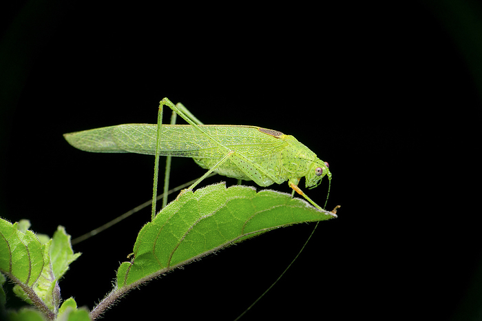 Green katydid cricket , Tettigoniidae, Satara, Maharashtra, India , by Zoonar/RealityImages