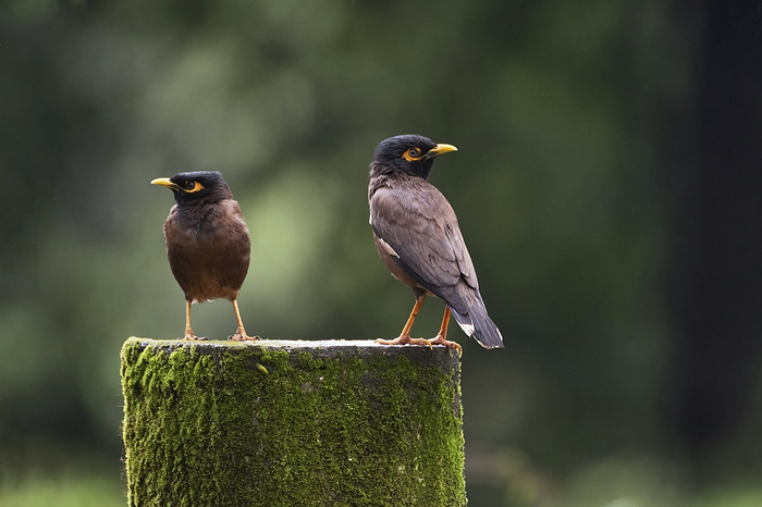 The common myna or Indian myna , Acridotheres tristis, family Sturnidae, native to Asia. The common myna or Indian myna , Acridotheres tristis, family Sturnidae, native to Asia., by Zoonar RealityImages