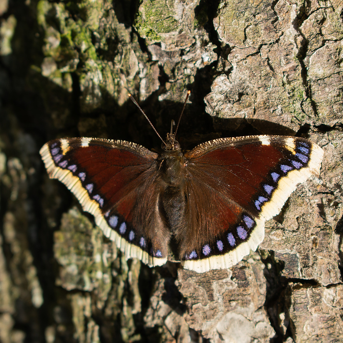 mourning cloak in the sun on a tree mourning cloak in the sun on a tree, by Zoonar Eva Maria Pol