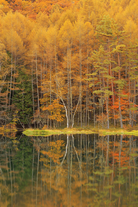Oshikazuchi Pond in Autumn Leaves, Nagano Prefecture