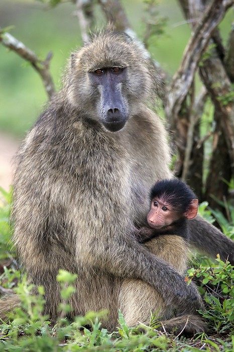 Baerenpavian Chacma Baboon,  Papio ursinus , adult female with young, Kruger Nationalpark, South Africa, Africa