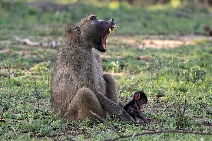 Baerenpavian Chacma Baboon,  Papio ursinus , adult female jawning with young, Kruger Nationalpark, South Africa, Africa
