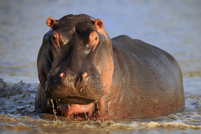 Flusspferd Hippopotamus,  Hippopatamus amphibius , adult in water portrait, Sabi Sand Game Reserve, Kruger Nationalpark, South Africa, Africa