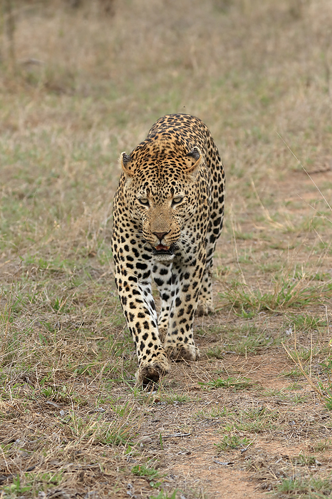 Leopard Leopard,  Panthera pardus , adult walking, Sabi Sand Game Reserve, Kruger Nationalpark, South Africa, Africa